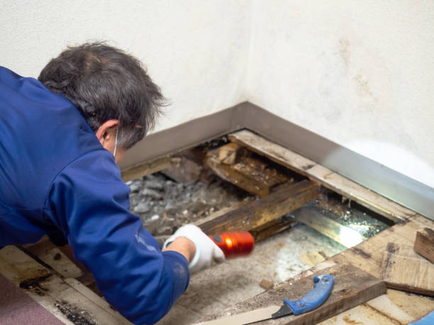Best Insurance-Related Mold Remediation in Mancelona, MI