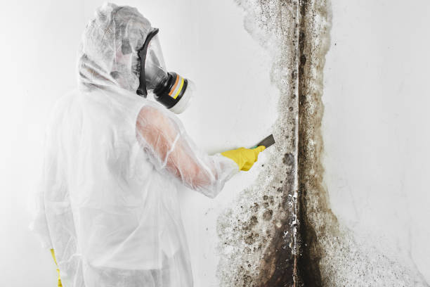 Best Residential Mold Remediation in Mancelona, MI