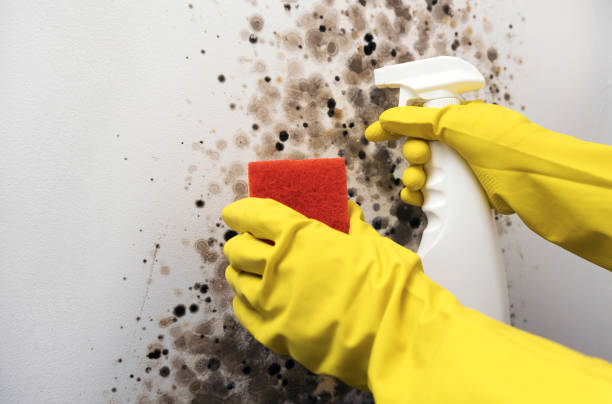 Best Commercial Mold Remediation in Mancelona, MI