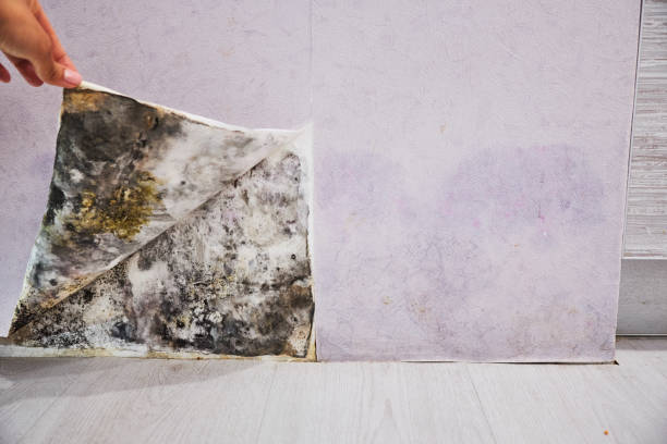 Best Black Mold Remediation in Mancelona, MI